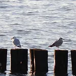 Iwan Ferienwohnungen Objekt 26001